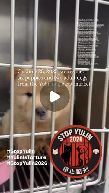 Eight Lives Saved From the Yulin Meat Market